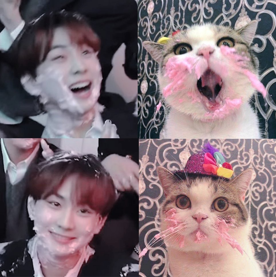 jungwon cat and icing