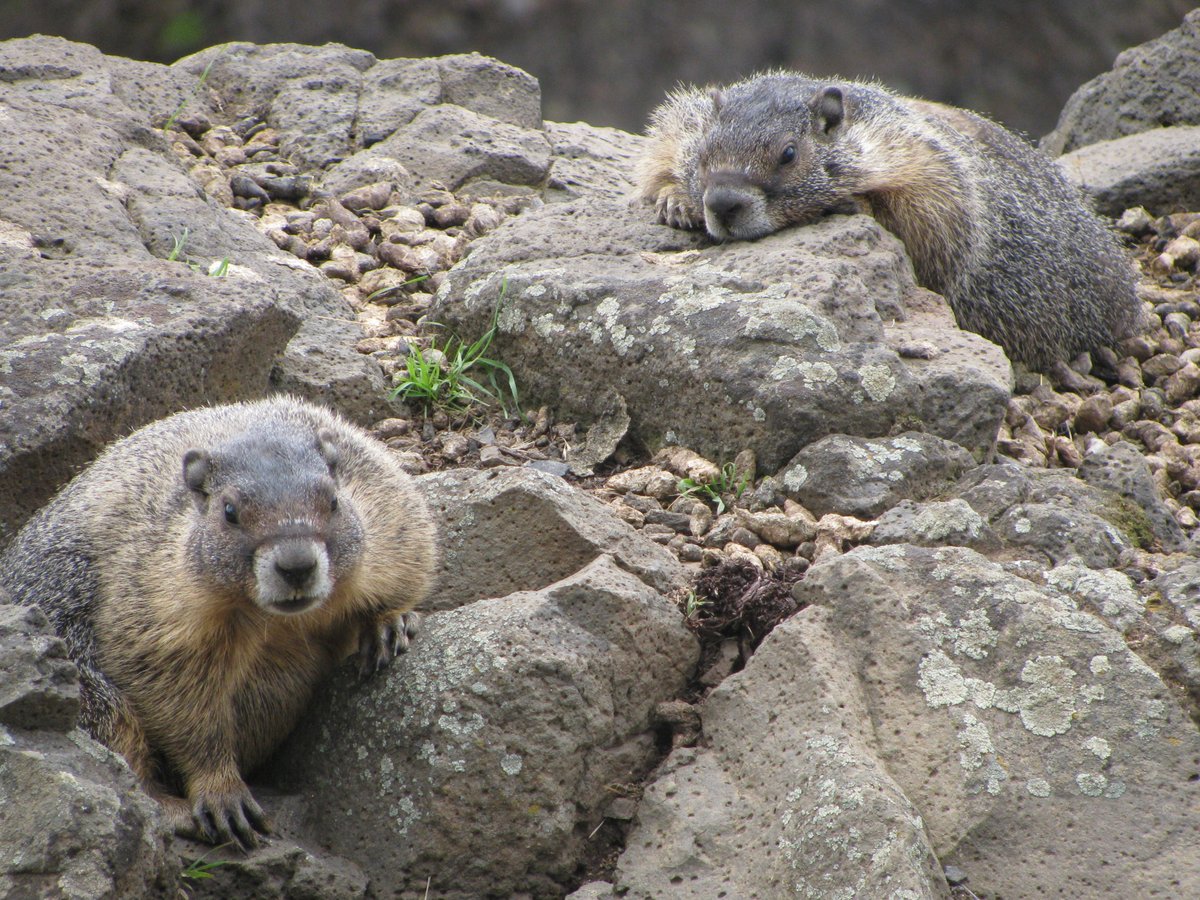 Two marmots lounge on rocks.