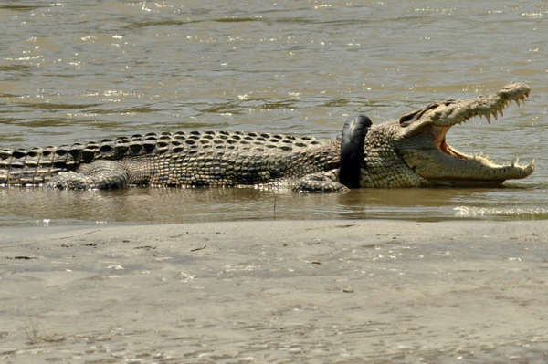 VanguardNewsUg's tweet photo. A wild crocodile in Indonesia who was trapped in a tyre for more than five years has been rescued, freed from its rubber vice and released back into the wild, officials and residents said Tuesday. 
#VanguardUpdates
Via @AFP https://t.co/iZNUMhSk8I