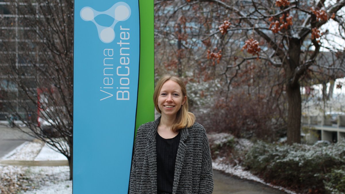 TrainingVbc's tweet photo. Magdalena Engl (@_Lne_L) from @univienna joined the lab of Dea Slade (@SPOC_enterprise) at @MaxPerutzLabs to elucidate the role of the PHD Finger Protein 3 (PHF3) as transcriptional regulator during neuronal differentiation and glioblastoma progression. https://t.co/T2PfRVdMcL