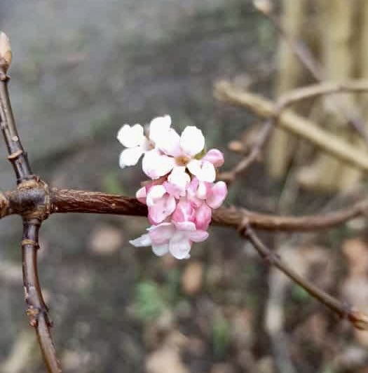 glaubeweiter's tweet photo. Der #Vorfrühling ist eine sehr  #spannende und #hoffnungsvolle #Jahreszeit Wer genau #schaut ,  #entdeckt immer wieder #kleine #Blümchen die #schon oder noch immer #blühen #SchautHin #FreutEuch „Uns allen blüht das Leben. In vielen Farben“ https://t.co/bkVQSiZ8Dq