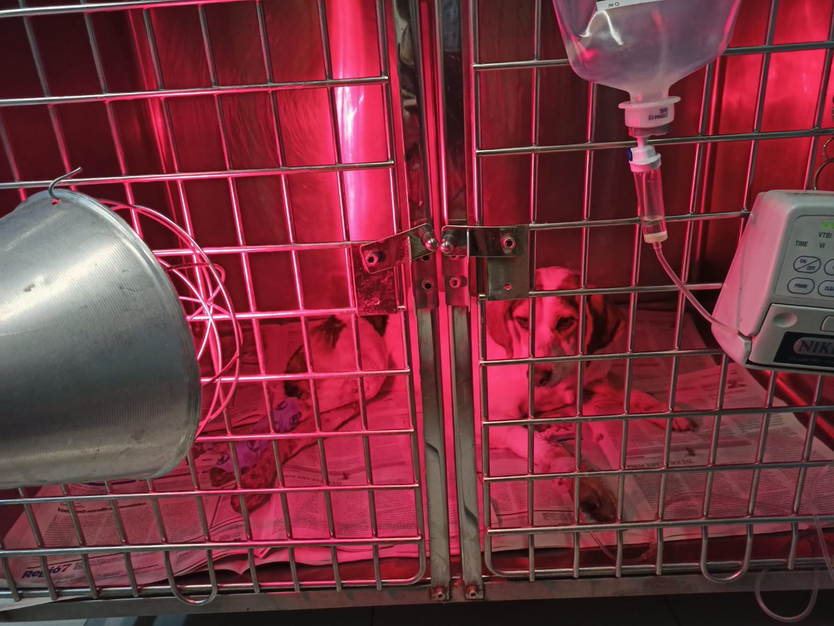 iviadn's tweet photo. Aquesta gosseta la van recollir a la c-16,alçada Puig-Reig,atropellada,en aquests moments està ingressada però anirà a la protectora.
Ens ajudes a pagar les despeses veterinàries?
@ProteBerga 
ES10 0081 0153 9000 0131 5539 https://t.co/94bM4JwUEp