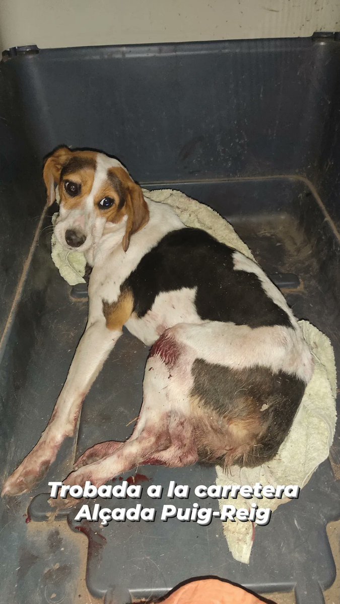 iviadn's tweet photo. Aquesta gosseta la van recollir a la c-16,alçada Puig-Reig,atropellada,en aquests moments està ingressada però anirà a la protectora.
Ens ajudes a pagar les despeses veterinàries?
@ProteBerga 
ES10 0081 0153 9000 0131 5539 https://t.co/94bM4JwUEp