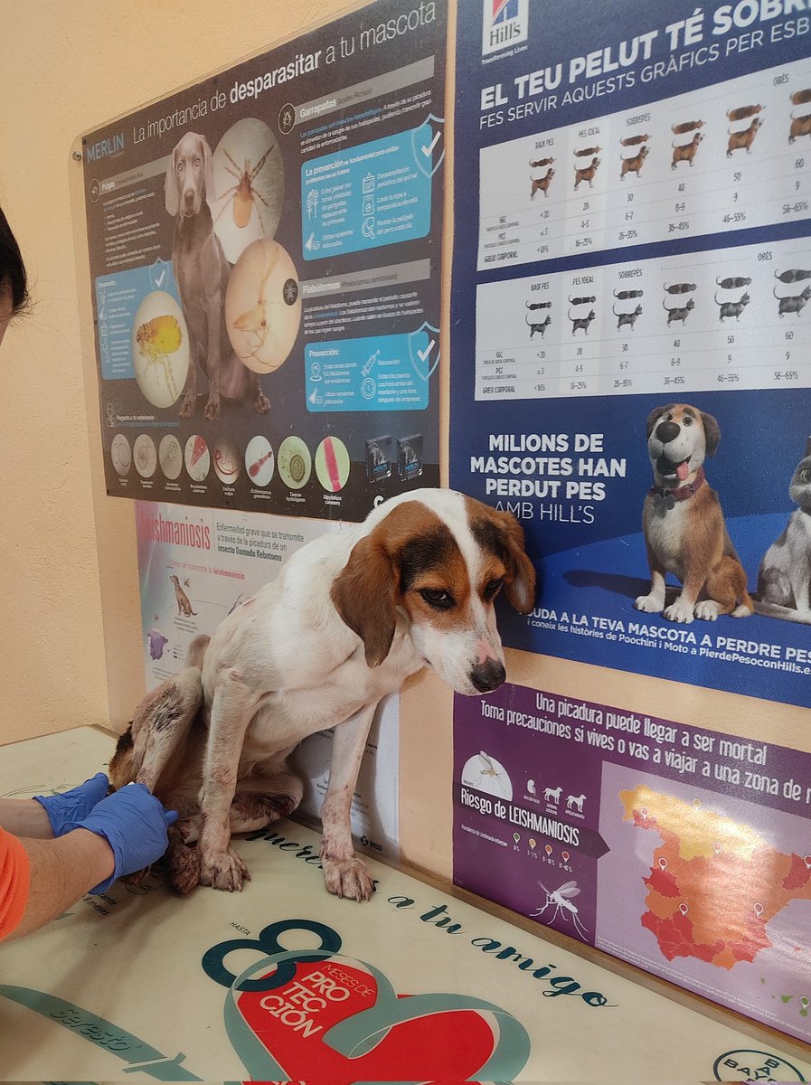 iviadn's tweet photo. Aquesta gosseta la van recollir a la c-16,alçada Puig-Reig,atropellada,en aquests moments està ingressada però anirà a la protectora.
Ens ajudes a pagar les despeses veterinàries?
@ProteBerga 
ES10 0081 0153 9000 0131 5539 https://t.co/94bM4JwUEp