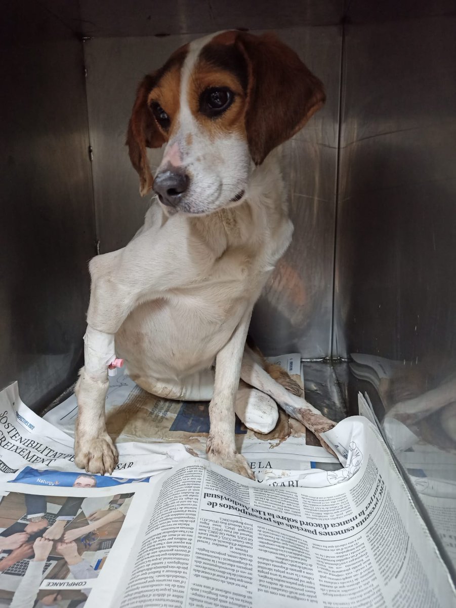 iviadn's tweet photo. Aquesta gosseta la van recollir a la c-16,alçada Puig-Reig,atropellada,en aquests moments està ingressada però anirà a la protectora.
Ens ajudes a pagar les despeses veterinàries?
@ProteBerga 
ES10 0081 0153 9000 0131 5539 https://t.co/94bM4JwUEp