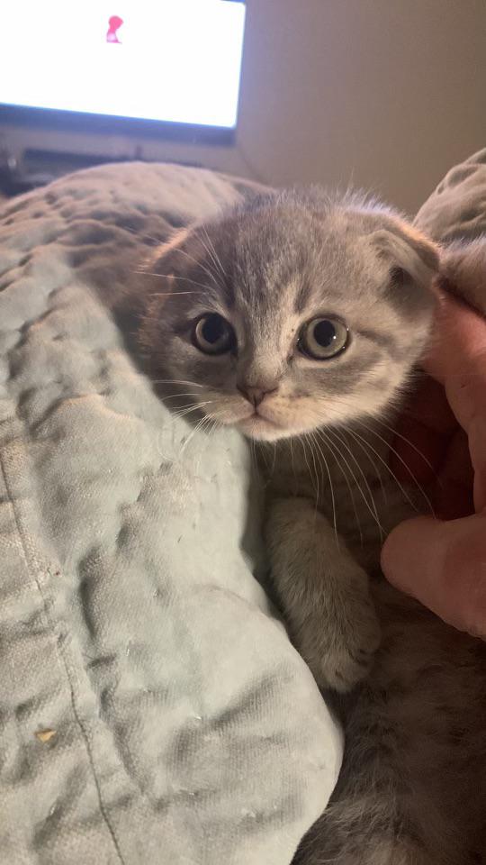 Michael's Cat tweet media