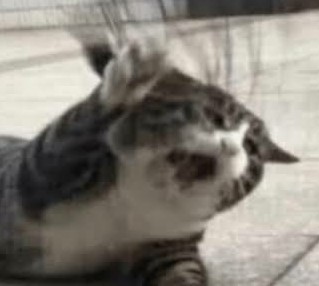 ・❥・ Why did no one tell me Devila was active again I feel betrayed