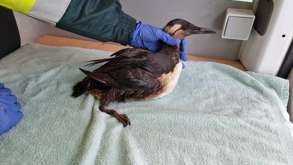 DA_Velsen's tweet photo. Helaas komen er ook wat olie slachtoffers binnen van het IJmuiderstrand. Let ook op uw hond op het strand dat het niet in aanraking komt met de olie/paraffine bolletjes. https://t.co/yHCDvHWpsu