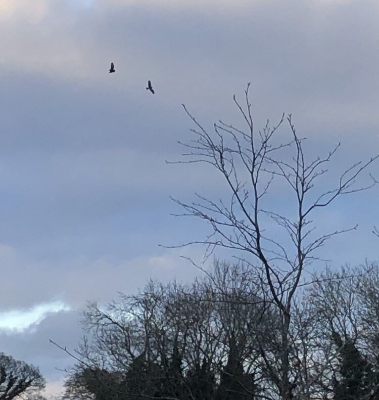 Great to see Red Kites and Buzzards soaring in the South Down skyline 🦅. A nice view from the desk.