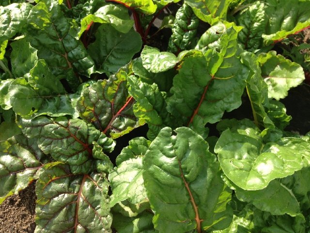 2022 CSA Shares Available! - mailchi.mp/9721d0863ac9/2…