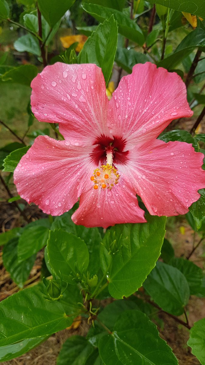 Pretty flower..#DoalnaraOasisFarm