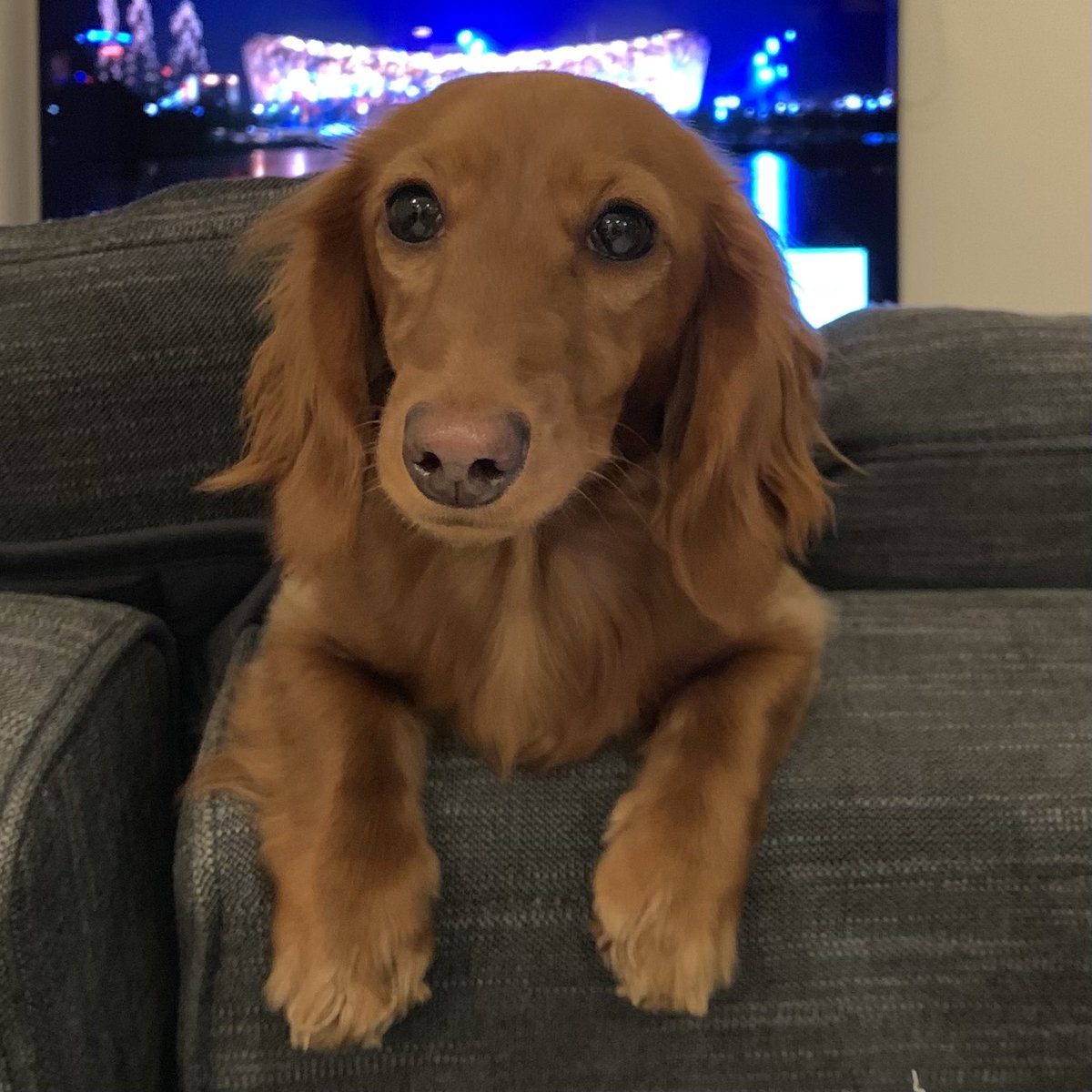 ダックスのもも🐶 (@MoMo_no_oya) / Posts / X