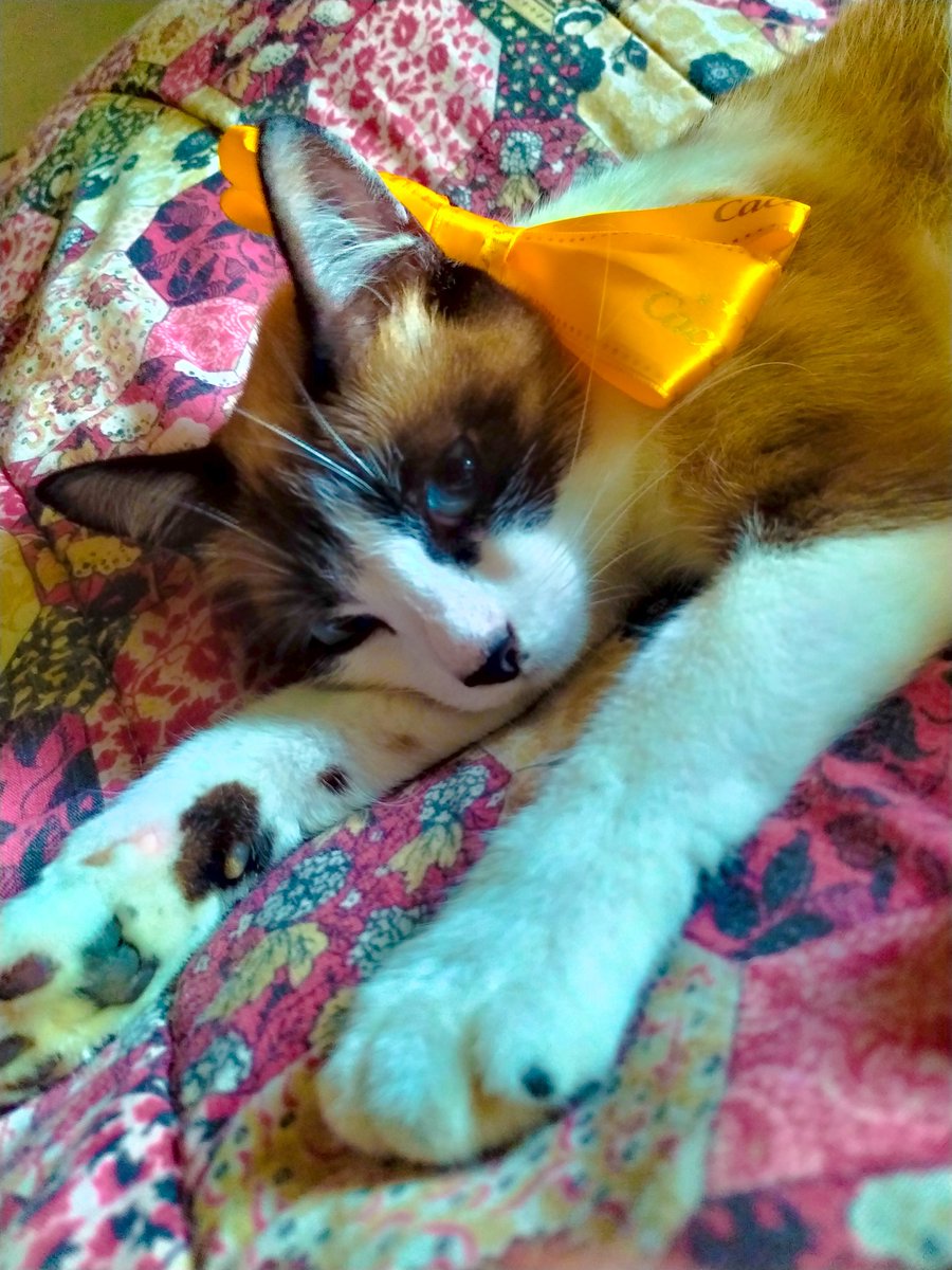 kaahueda's tweet photo. A gata propaganda da @cacaushow❤️ https://t.co/DH0r3FaEG8