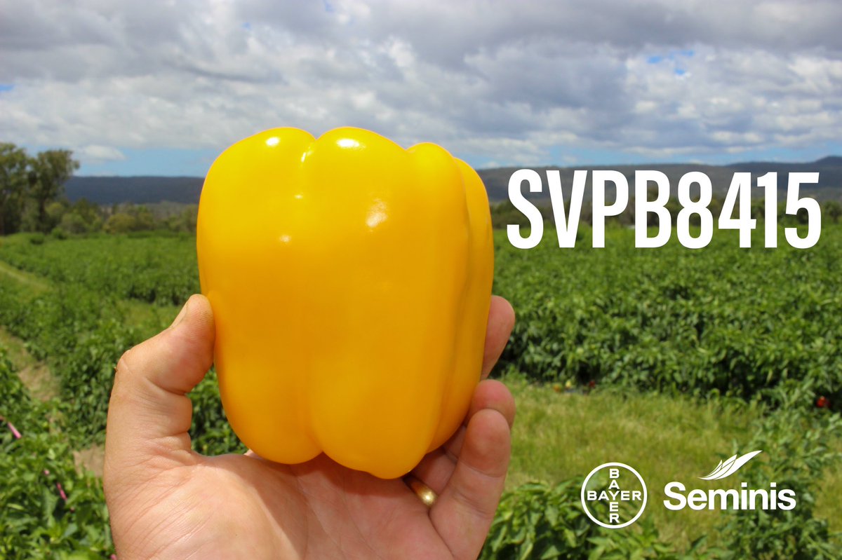 JJSquibb's tweet photo. Introducing our #New Yellow Capsicum #SVPB8415.

This variety has performed well across Queensland, and is now the largest Yellow Capsicum available from Seminis in Australia. 

For more information, contact your local Seminis Regional Business Manager: https://t.co/vWp5MOcMVJ https://t.co/MdwN01hasX