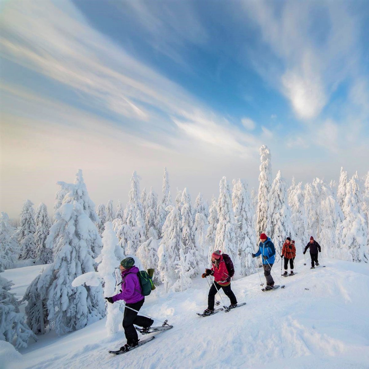 The official depth of snow in the Kuhmo-Suomussalmi area is 60-70 cm! Wild Taiga offers a wide range of experiences for visitors in winter. Enjoy its amazing routes for hiking, skiing, snowshoeing or winter biking through this snowy, rugged wilderness: discoveringfinland.com/blog/wild-taig…