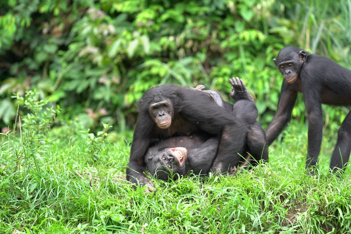 Bonobos are known as the ‘make love not war’ apes, so #ValentinesDay, Feb. 14th, is the perfect date for #WorldBonoboDay. What are bonobo families like? Do they have babies frequently? Learn more about the peace-loving ape: bonobos.org/post/valentine…
📷L. Haberkorn #loveislove