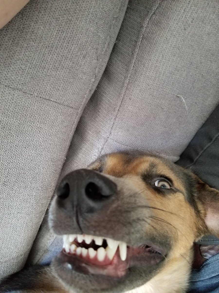 Nick_Wrenn's tweet photo. @dog_rates @Trupanion https://t.co/oe8kGS0zBF