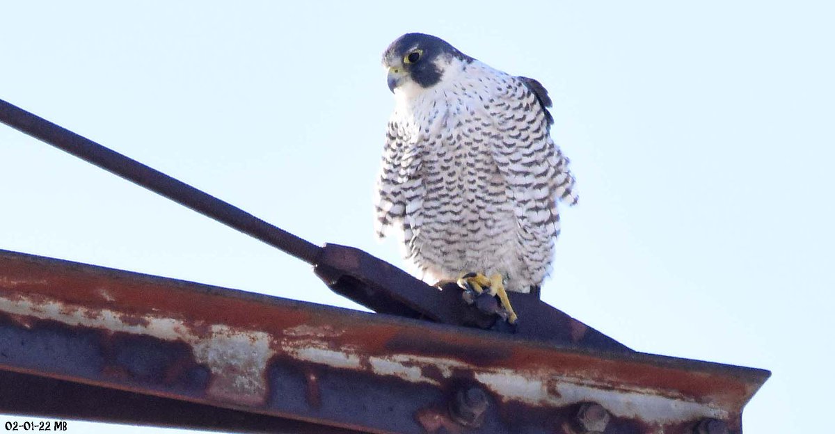 MikeSlickster's tweet photo. #TwoForTuesday #Birding #Photography Peregrine Falcon #LardnersPoint #Tacony #Philly https://t.co/YjH5f7Uq9z