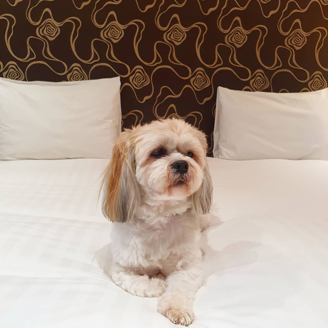 What a pampered pup!🐾

📸 conan_woofs

#DogFriendlyHotel #DogFriendly #LondonHotel