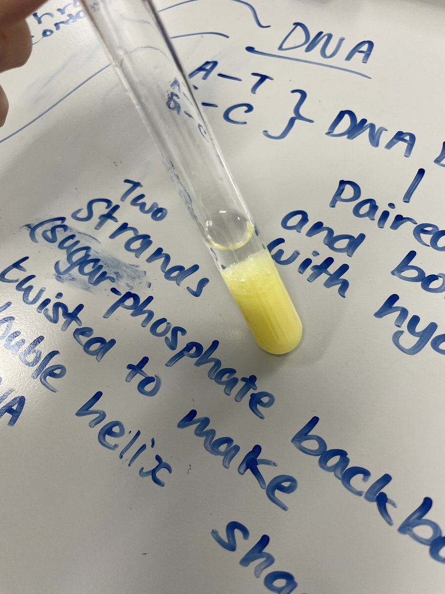 Year 9 extracted DNA from kiwi today!