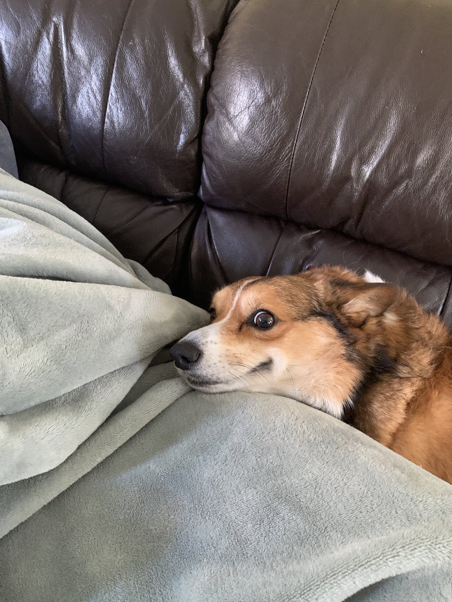 obscoenus's tweet photo. @dog_rates @Trupanion we were born ready for this thread https://t.co/5pdv7Bmu6j