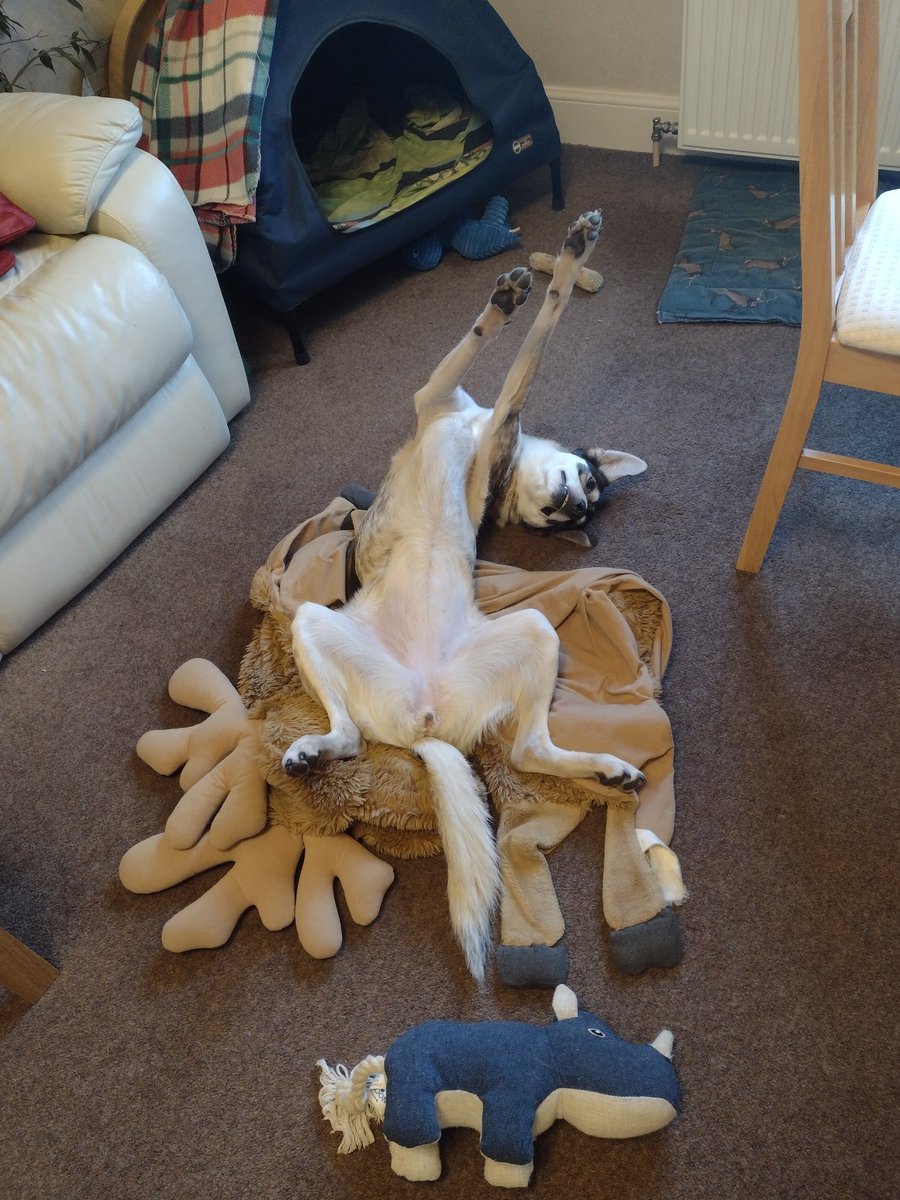 irm_arts's tweet photo. @MrAndrewCotter Layla decided to stick two paws in the air this time 😂 https://t.co/PwKf5KDUZR
