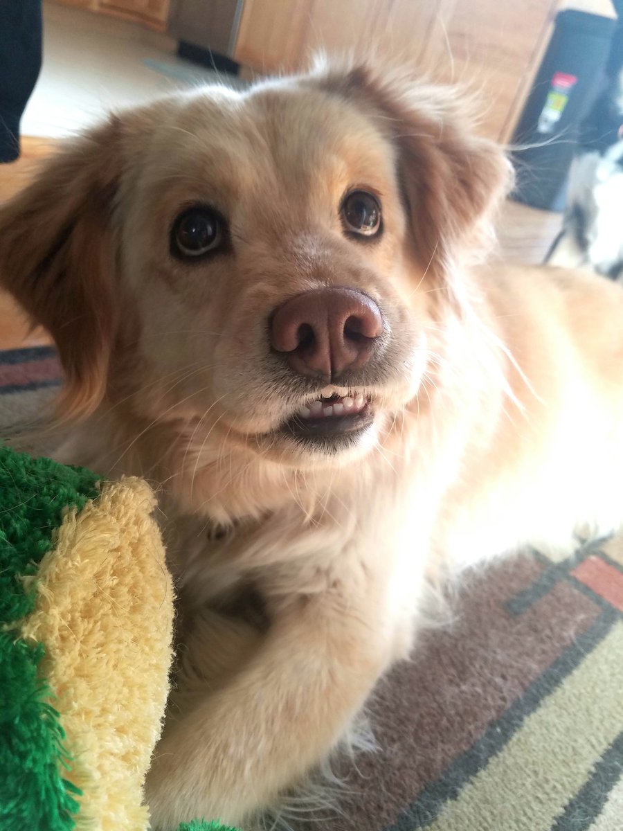 Autumin's tweet photo. @dog_rates @Trupanion https://t.co/l6QfLpNgfj