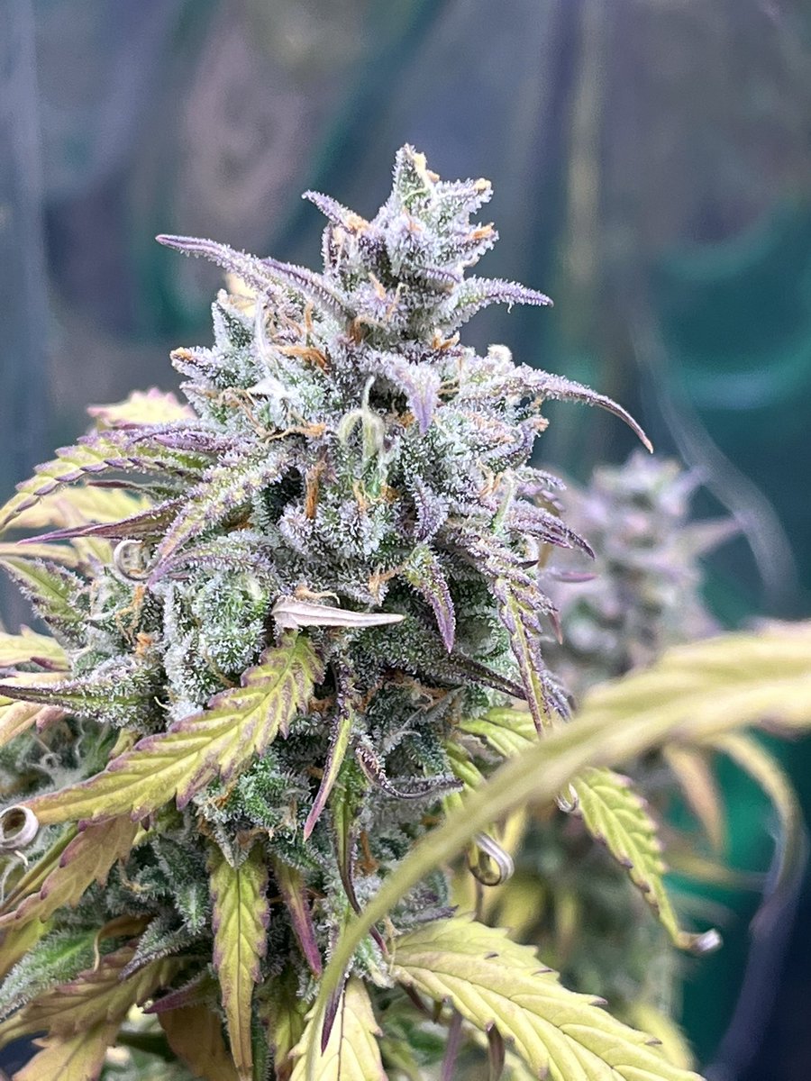 🌱x🌱x🌱x🌱 island punch auto ready to get chopped it was under the sf2000 from @spiderfarmeramazon_official 
DC:frankyflores