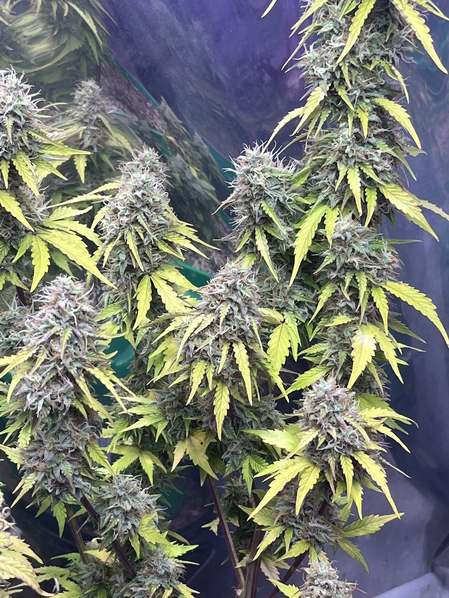 BIGHURT's tweet photo. 🌱x🌱x🌱x🌱 island punch auto ready to get chopped it was under the sf2000 from @spiderfarmeramazon_official 
DC:frankyflores https://t.co/FKUyhUAEGJ