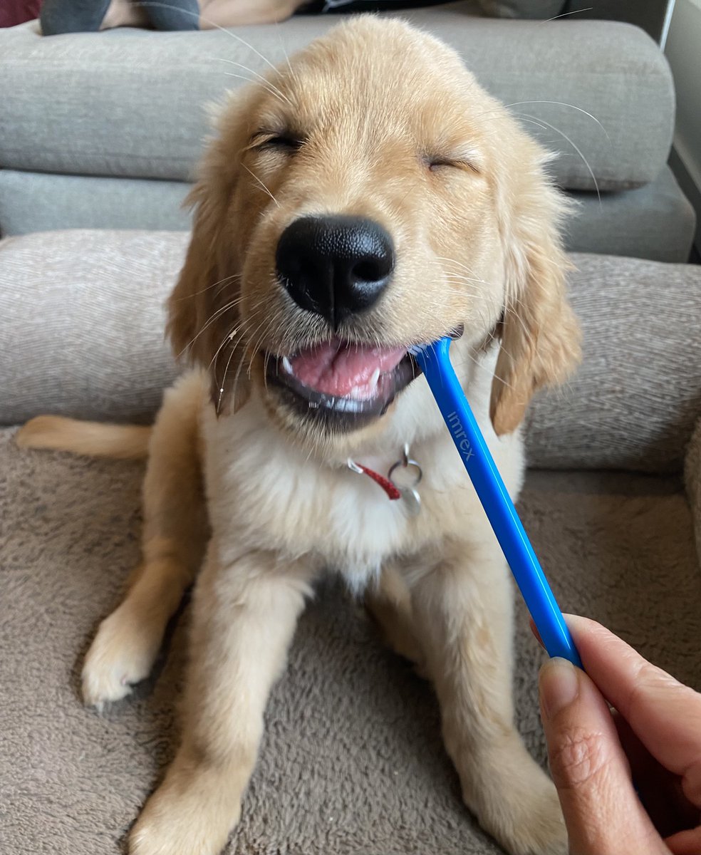 cloo2014's tweet photo. @dog_rates @Trupanion Zoey takes her dental health very seriously https://t.co/BSAitf37BV