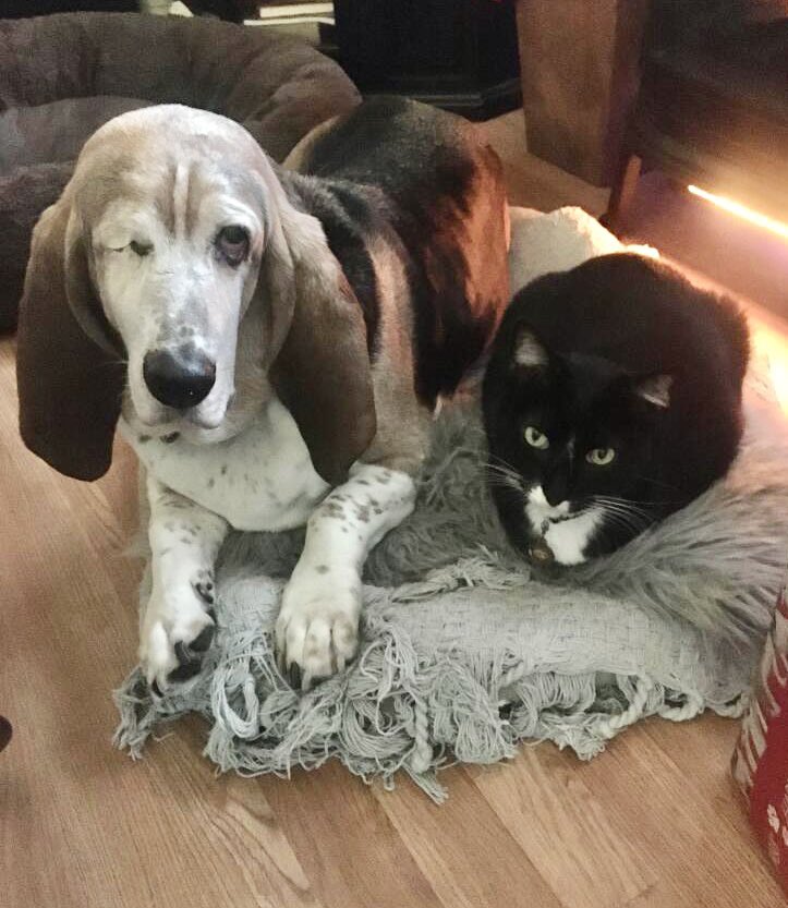 Macy The One Eyed Basset tweet media