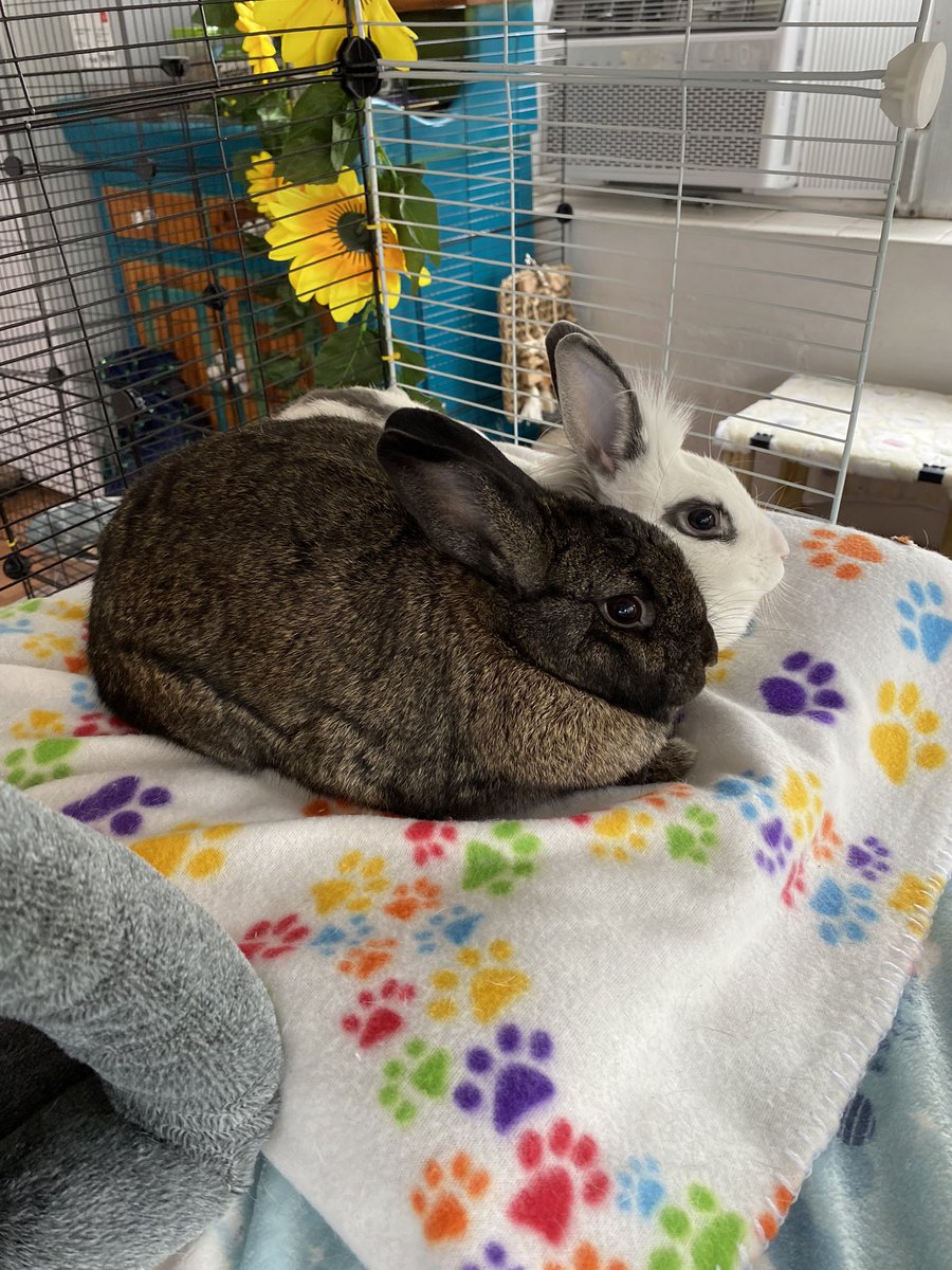 ChaosJenkins's tweet photo. This bday I’m asking for something a bit different. I’ve recently adopted two rabbits who’s lives were shit. I’ve created a list of items that will be helpful. Let’s show these buns what love is! Spicy &amp; Iris - https://t.co/PkgGh9ec0q https://t.co/KuhpaMaDyH