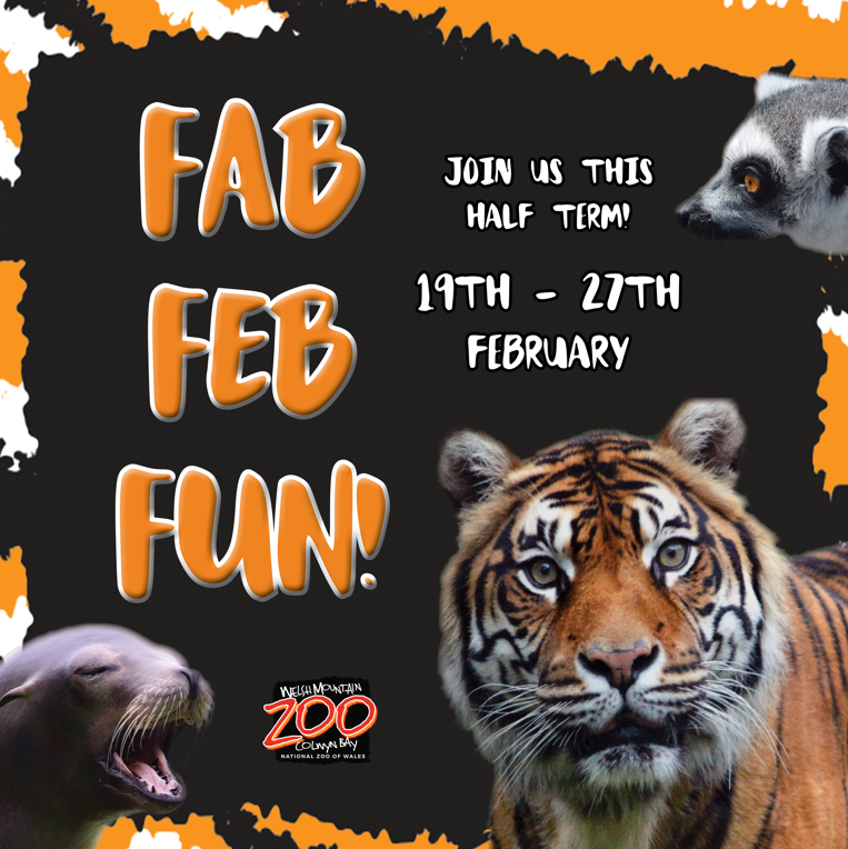 WelshMountainZo's tweet photo. β¨Join us this February Half Term for some FAB FEB FUN!πΎ
Do you know your facts about our Sumatran Tigers? Or what a group of our Asian Short-Clawed Otters are called? π
Visit here for more information π
https://t.co/BwYVAGSuWm
#HalfTerm #FabFebFun #WMZ #NationalZooOfWales https://t.co/gndZMBCZr0