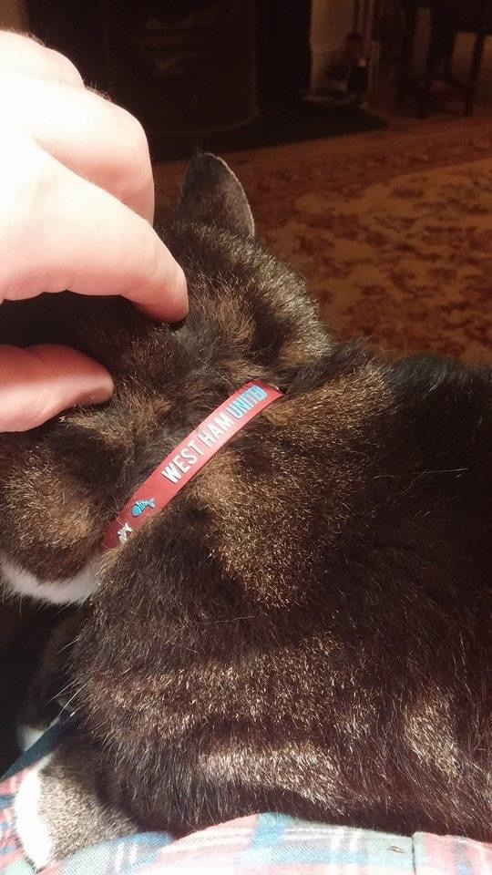 I’m a very, very unhappy cat-loving <a href="/WestHam/">West Ham United</a> fan today