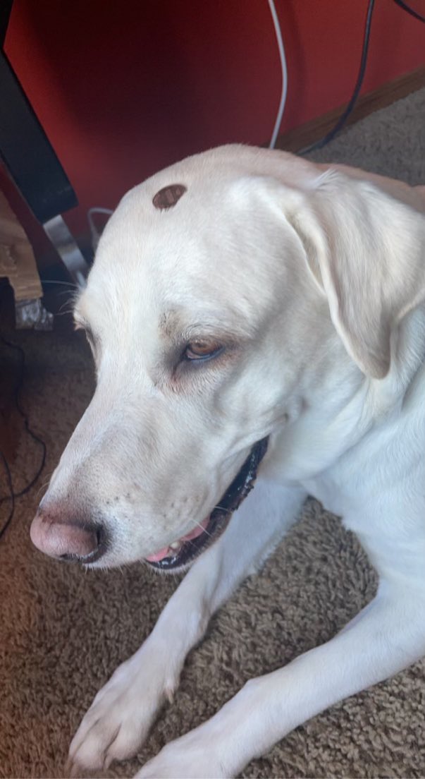 JohnGuzzon's tweet photo. This is Mia-Pia. Someone I know gave her a penny for her thoughts. There was no reply. https://t.co/xtwI1jXHC7