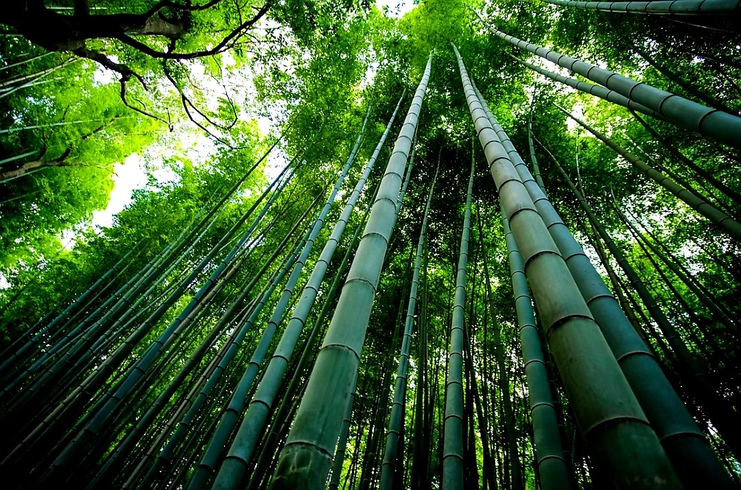 Be a bamboo
The bamboo has a heart empty of selfishness and greed. 
#doalnaraOasis