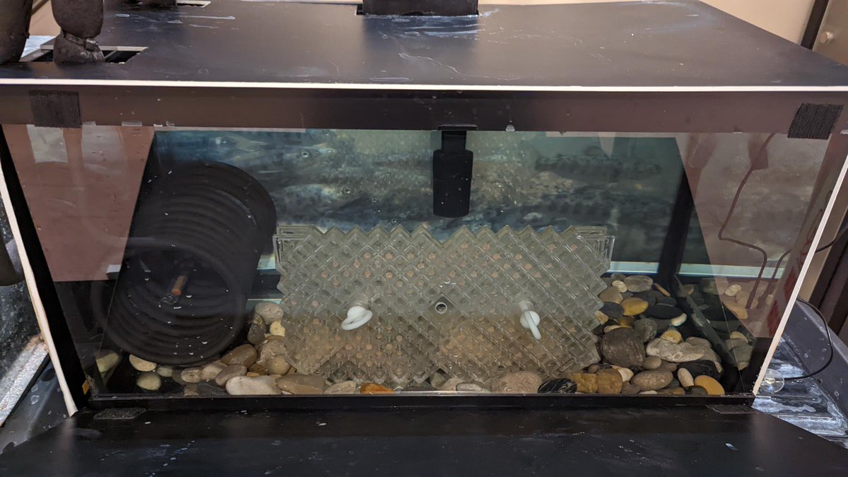 pickeringlibs's tweet photo. 🐟 Come to the Central Library and meet our salmon eggs in their egg condos in the lobby.
👉 To learn more about the Bring Back the Salmon initiative, please visit https://t.co/KMUZENGqm4 https://t.co/w8ZrLydJFO