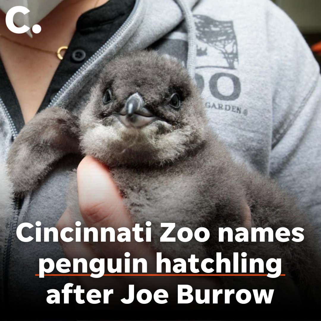 Meet Joe Burrow, the penguin. bit.ly/3gyuqqY