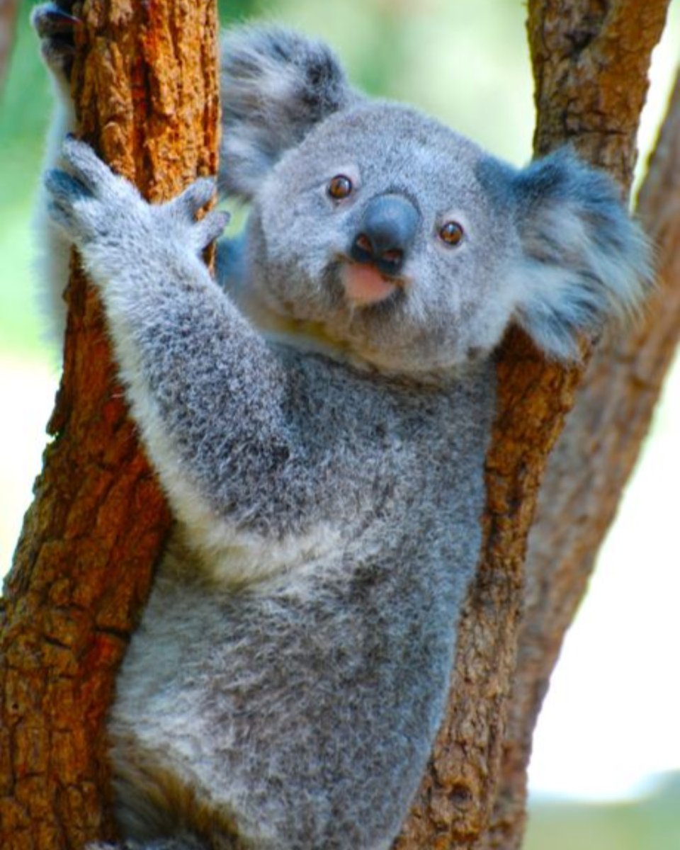 Did you hear the news? After almost two years, Australia is opening its borders to vaccinated international travelers! Beginning February 19th, your bucket list trip can become a reality. 🇦🇺 Speak with a Destination Expert to learn more.

kensingtontours.com/tours/australi…
