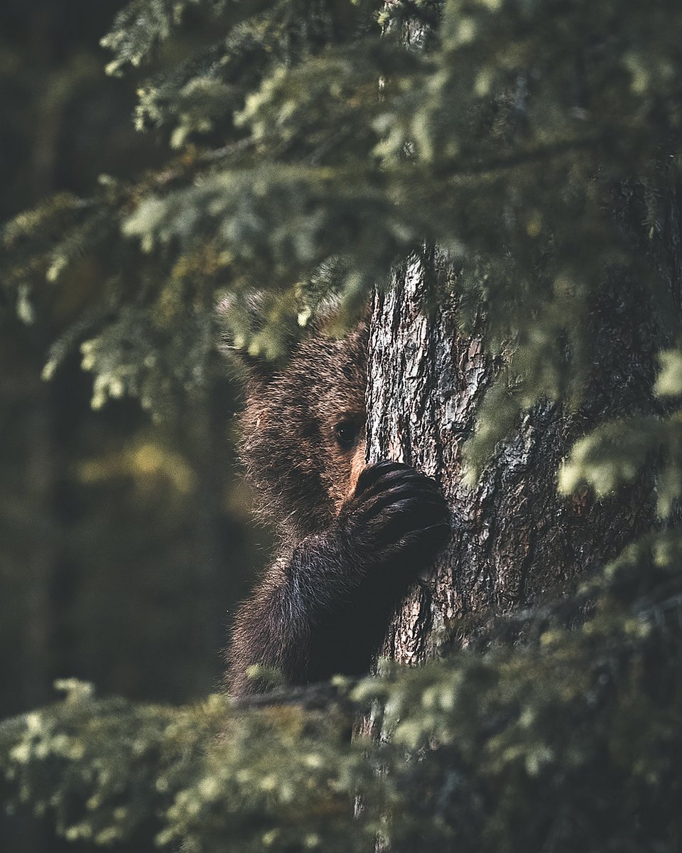 «Souls of the Forest» contains 33 moments from the Finnish Wilderness. These are some of my favorite encounters with wild brown bears ↡
opensea.io/collection/sou…