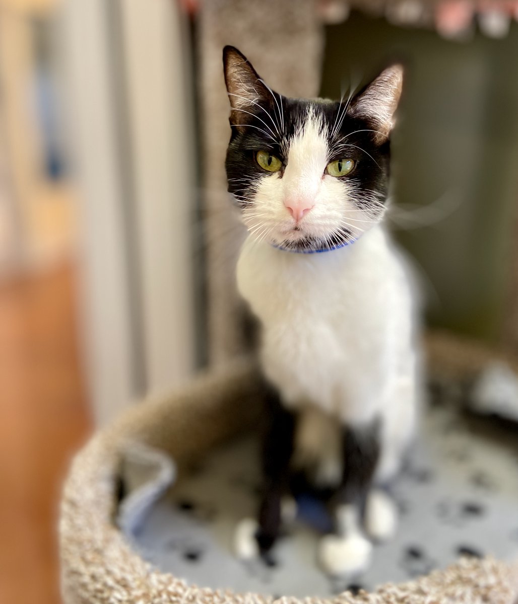 SPCAmc's tweet photo. Princess is 2 years old and a supermeow-del in training. We caught her practicing her meow-deling face - she calls this one "Hey, that's my Meow Mix!โ She is all love, kitty kisses, and personality. She is available for adoption at the SPCA! #spca #adoptakitty https://t.co/R479CprXi7