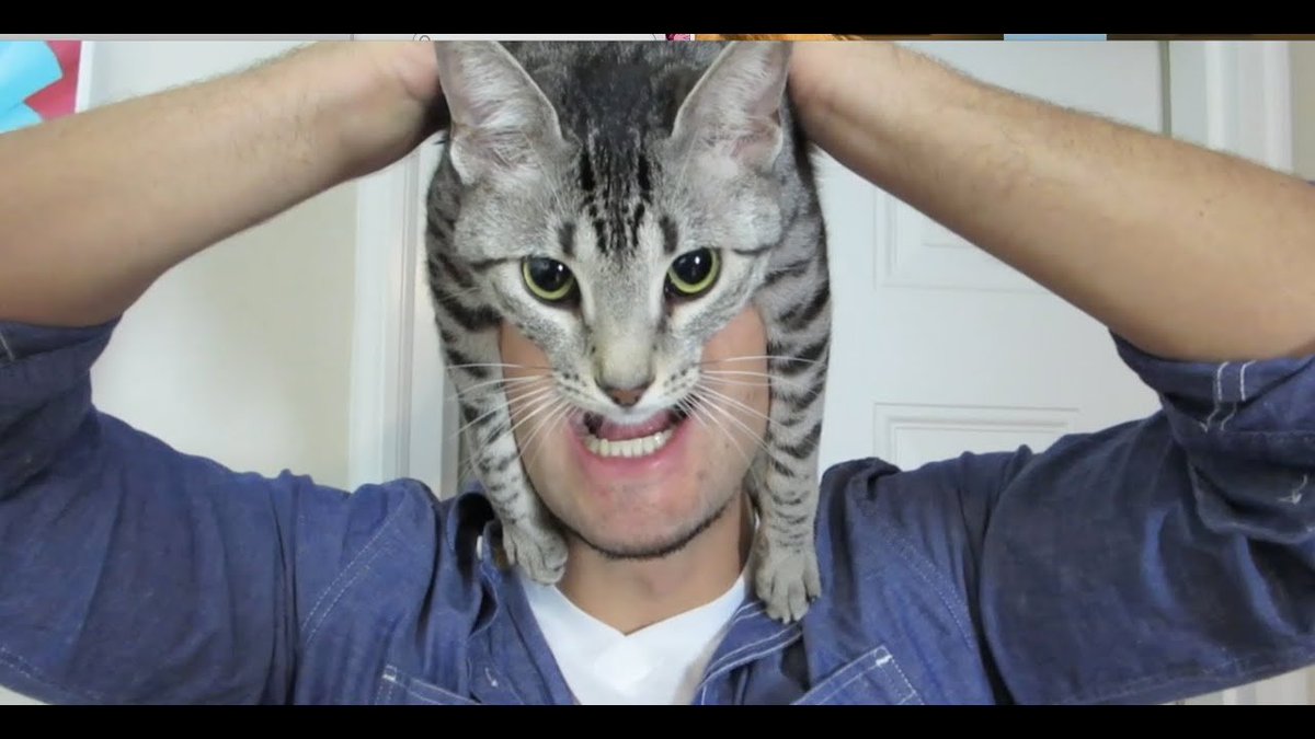 Кошки фотографии красивые с человеком. Как стать людям кошками. Кошка и человек для 2 класса. Кот похожий на бэтмена. Как стать людям кошками.