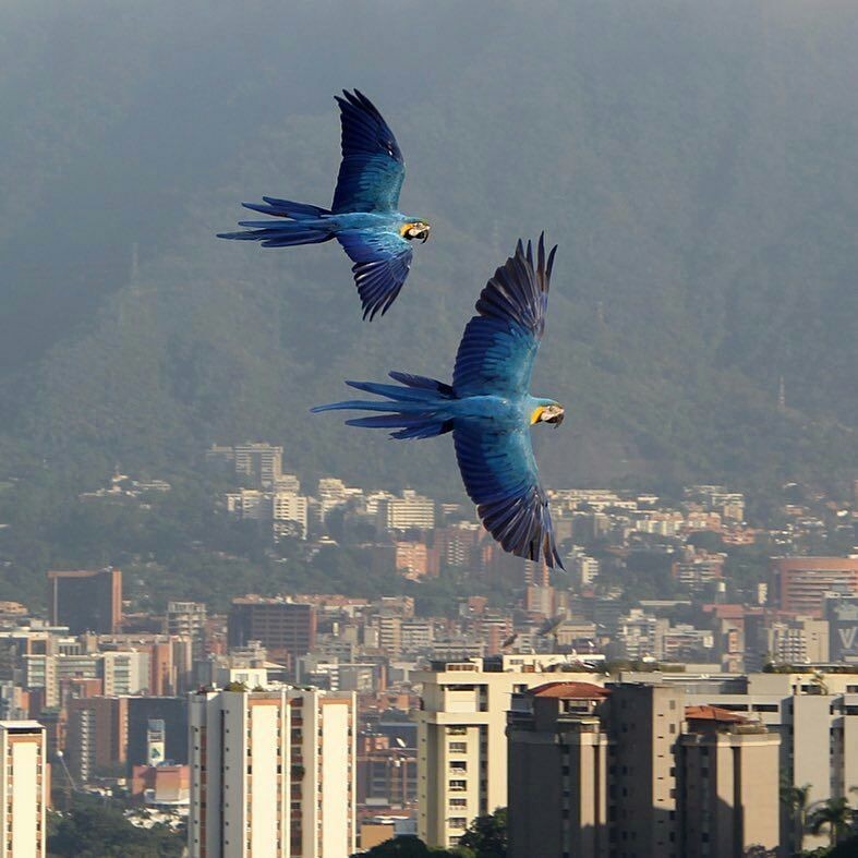 El cielo Caraqueño adornado con los majestuosos colores de sus guacamayas,esto es naturaleza viva y hermosa! Cuidemos la fauna, somos afortunados de contar con estas preciosas aves q forman parte del gentilicio caraqueño! #CaracasEcológica #SupraCuidaCaracas #PatriaLibreYSoberana