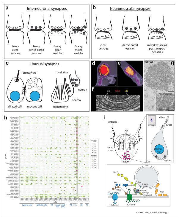 _LBezares's tweet photo. "Nostalgic placozoans lost synapses and reverted to the chemical-brain state." My favourite sentence in this nice review by @Pawel_Burkhardt and @JekelyLab . https://t.co/u7IgLYRbJx https://t.co/bbvgAvoavw