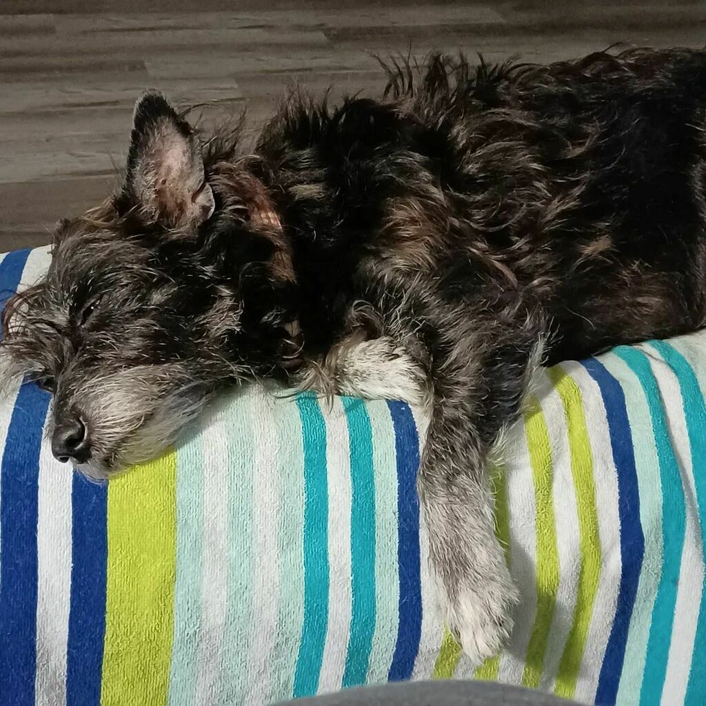 gypseablue's tweet photo. Little Poppy is dream of warm sunny spring days..... 🌞 

Me too baby, me too......

Even though the weather isn't great doesn't mean you still can't shop online with GypSea Blue! 

#madeinAmerica #bicycle #bicyclelife #beachbike #bikeaccessories #bik… https://t.co/lxQUhpoukL https://t.co/Y6Zv7bN4YP