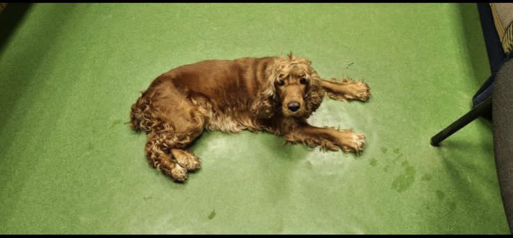 В районе Аэрокосмического университета ул.Маломосковская/Лукачева потерялась такая милая спаниэлька. Просьба максимальный репост, может найдётся хозяин.