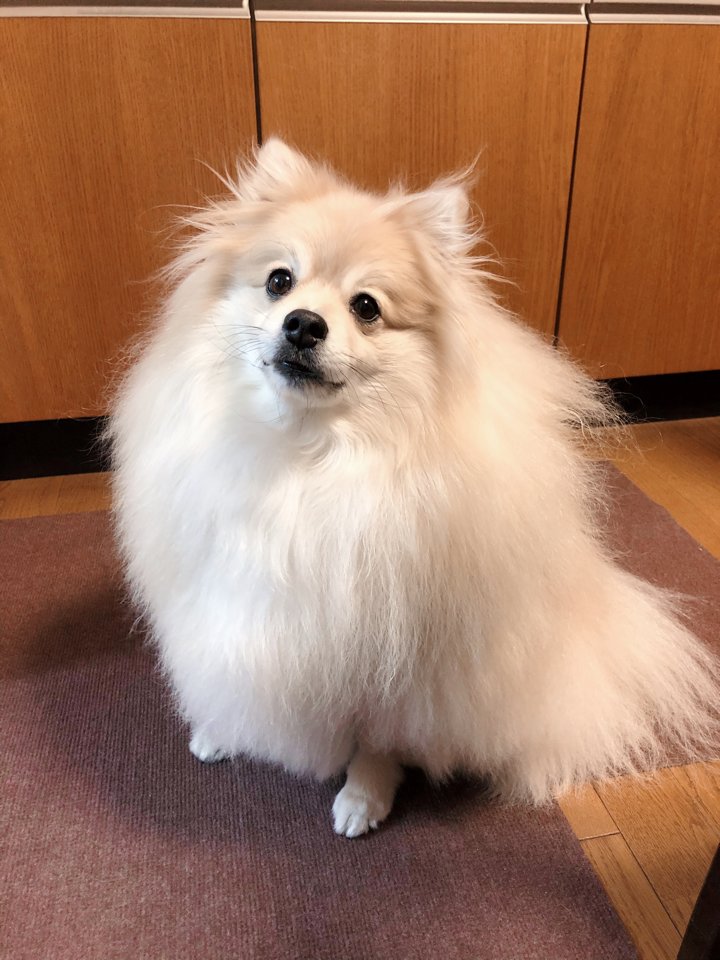 歯磨きガムを待ってるぽめお