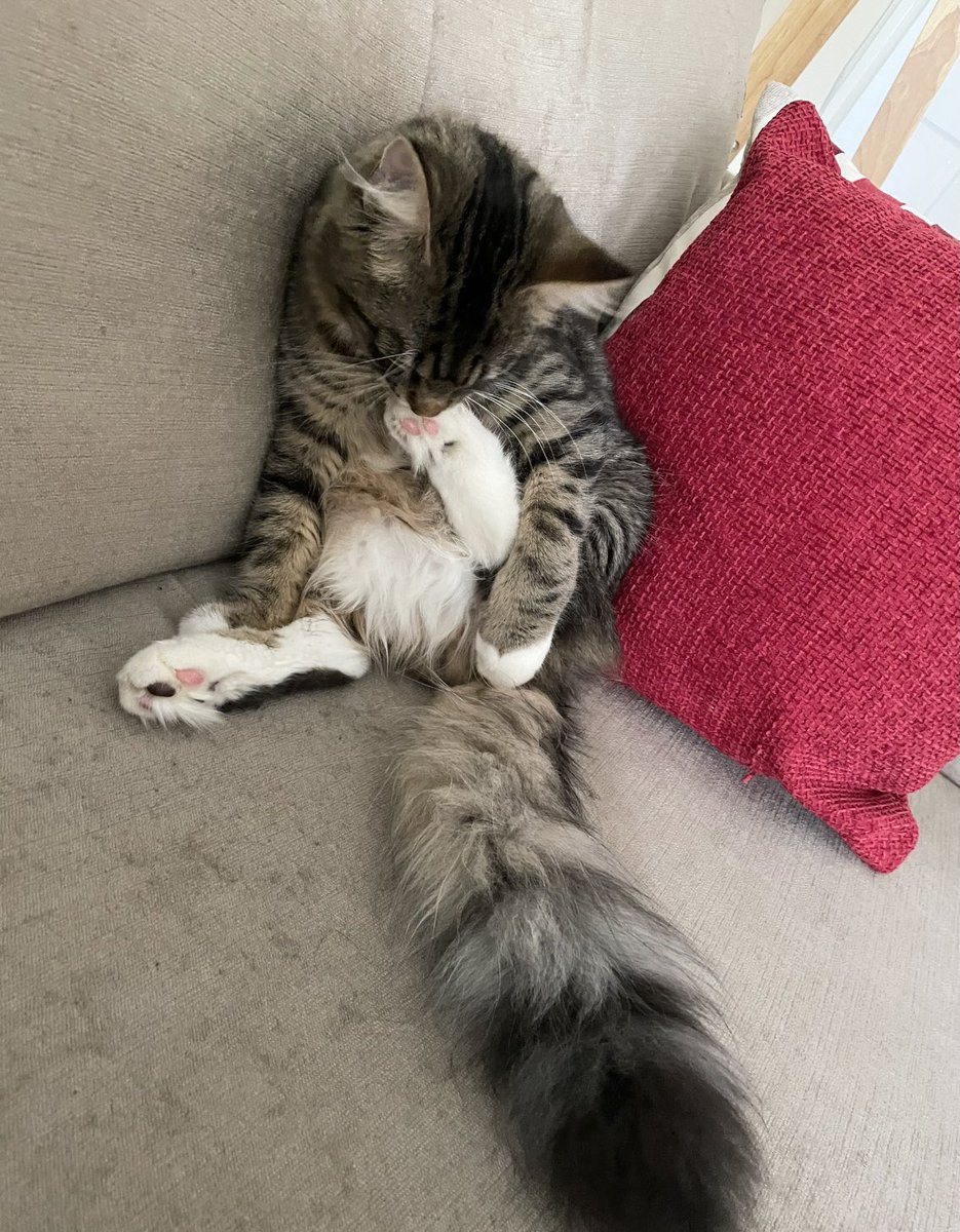 Thor_tabby's tweet photo. Mmmm these toe beans taste delicious! #toebeantuesday #catsoftwitter https://t.co/6bX8r4gMnw