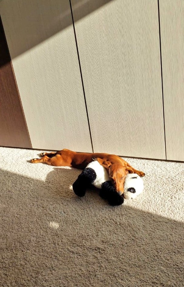ferdinand_life's tweet photo. @Beenovah No thx, i've panda 🐼😁 https://t.co/juddwYBdLk