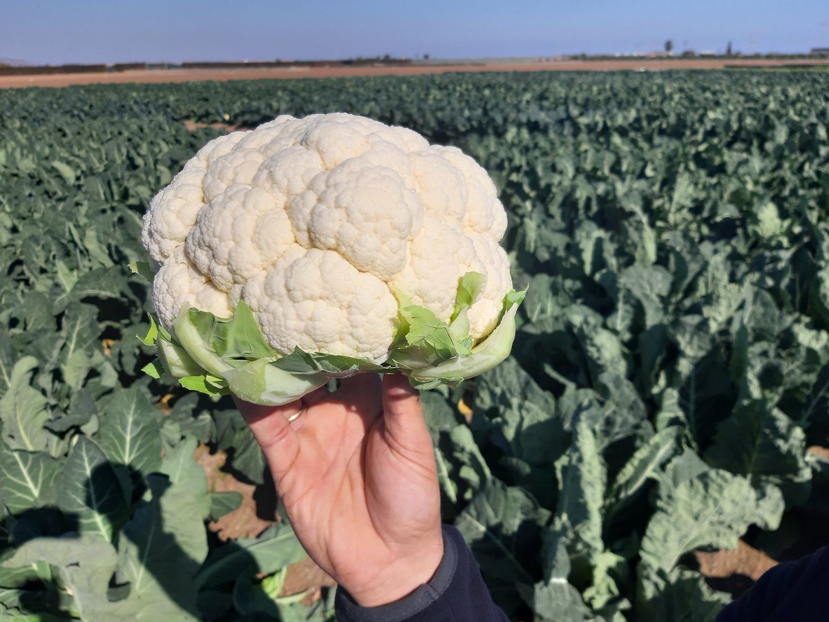 tecno_horticola's tweet photo. En cultivo de #coliflor, gracias al amplio catálogo de variedades que ofrece @rijkzwaanES, permite ofrecer al consumidor de manera continua ⏭ y durante 9 meses un producto de textura suave, color blanco brillante y forma plana 🤗👌
✅#Casper
✅#Bouchard
🆕️✅4070
✅#Brigant https://t.co/W8FaAzc2tJ